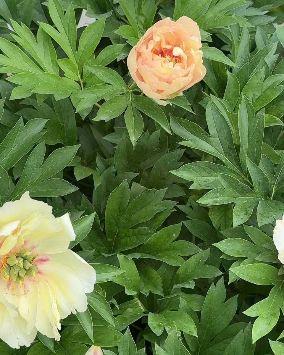 Itoh peony