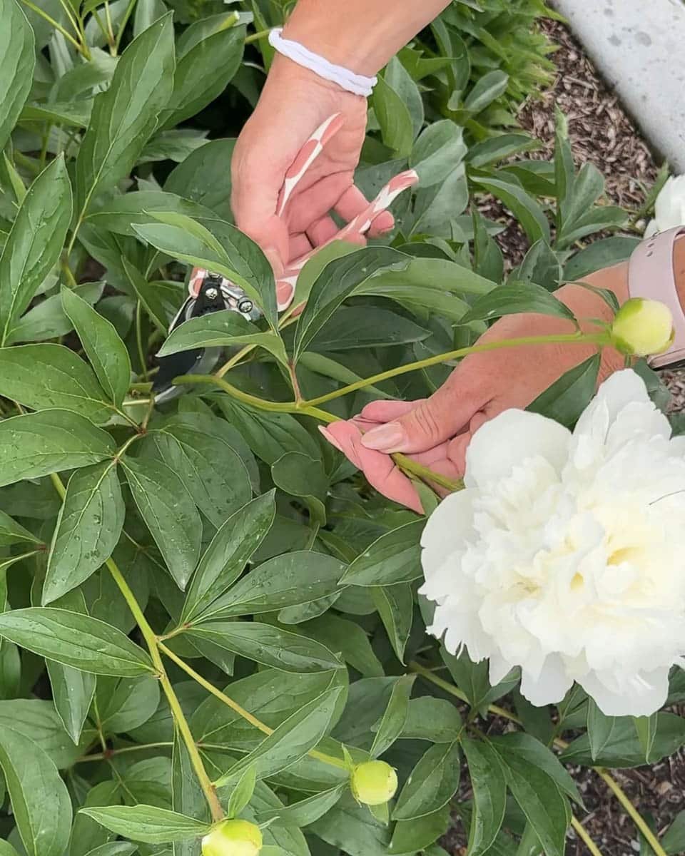 memotong peony dengan benar