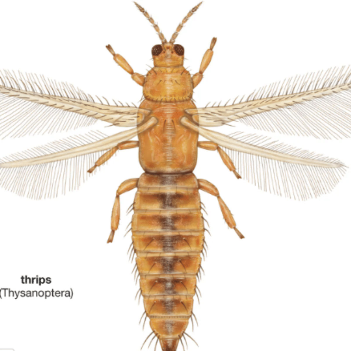 Thrips serangga