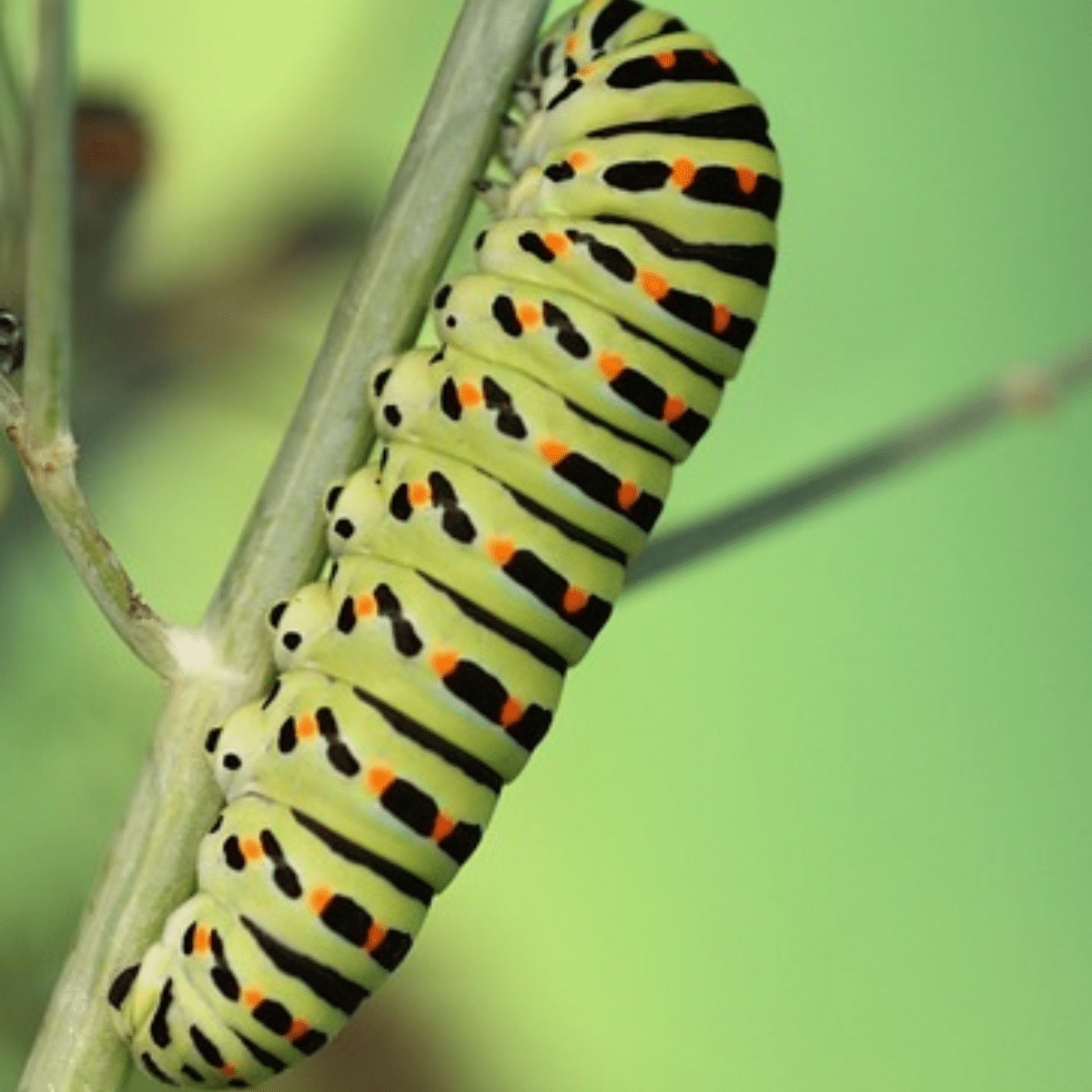 Caterpillars