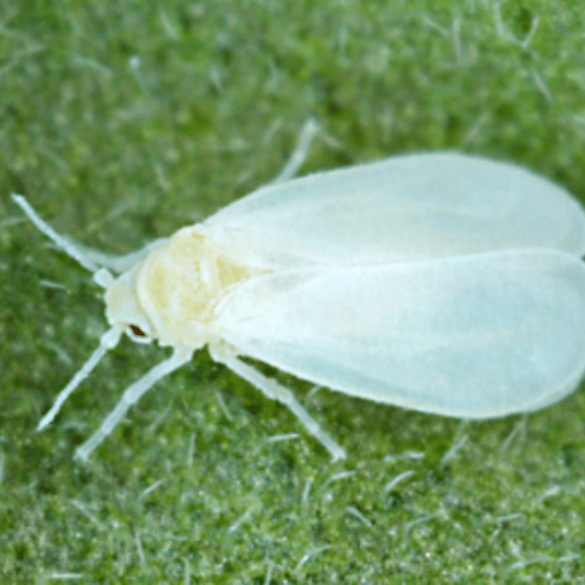 serangga Whiteflies