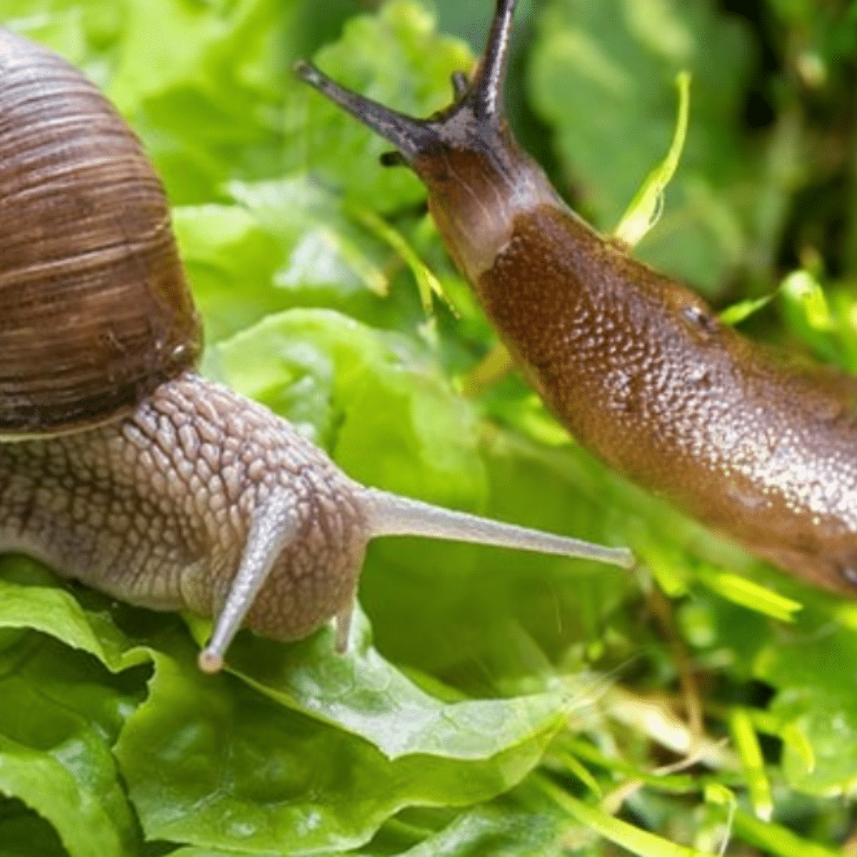 siput dan siput