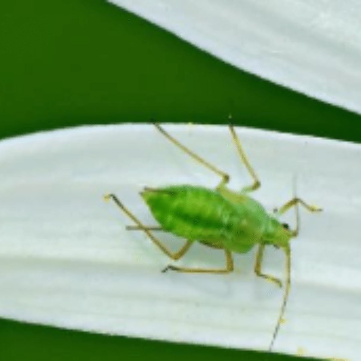 gambar serangga kutu