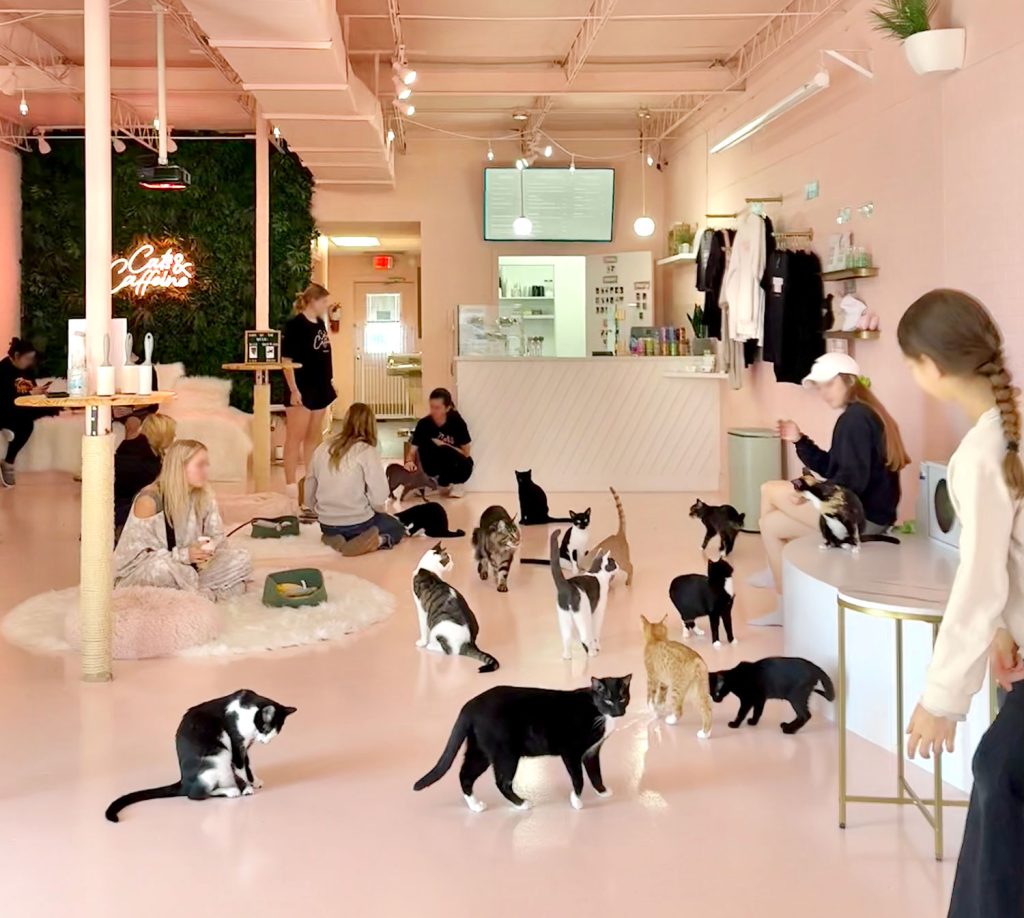 Kucing dan kafe kucing kafien diisi dengan kucing