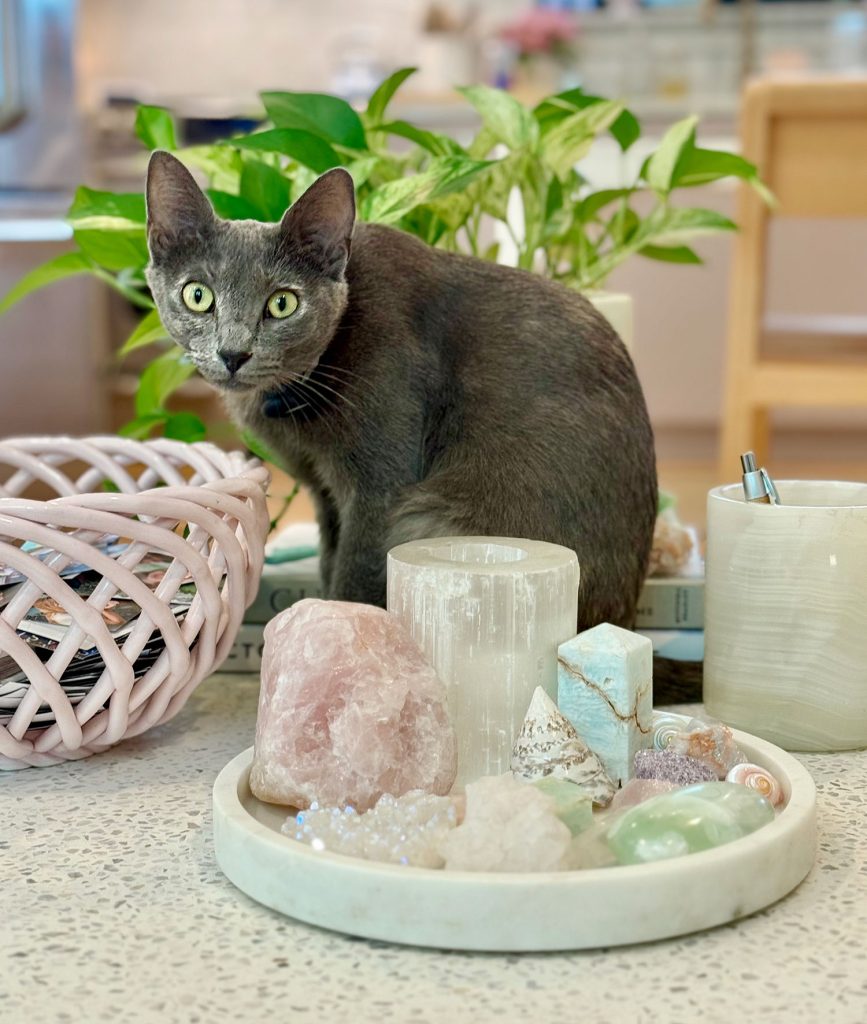 Kucing gadis abu -abu duduk di atas meja dekat kristal