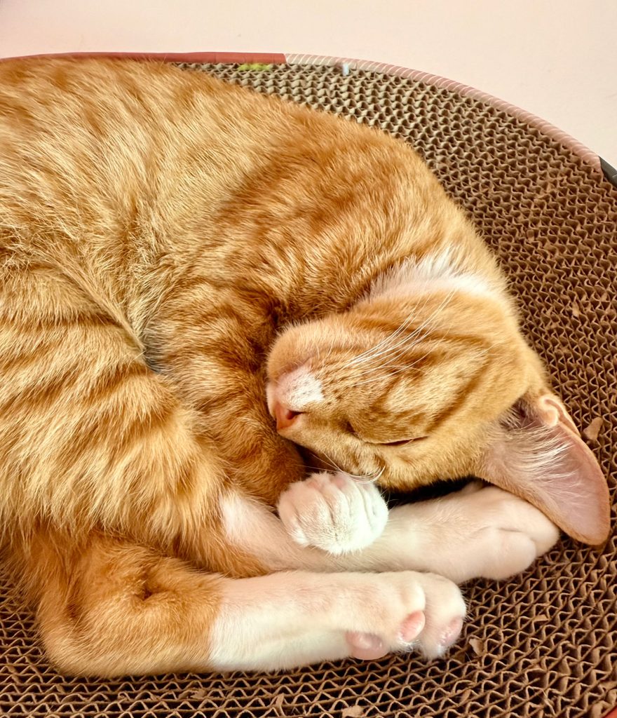 Kucing oranye melengkung di tiang goresan