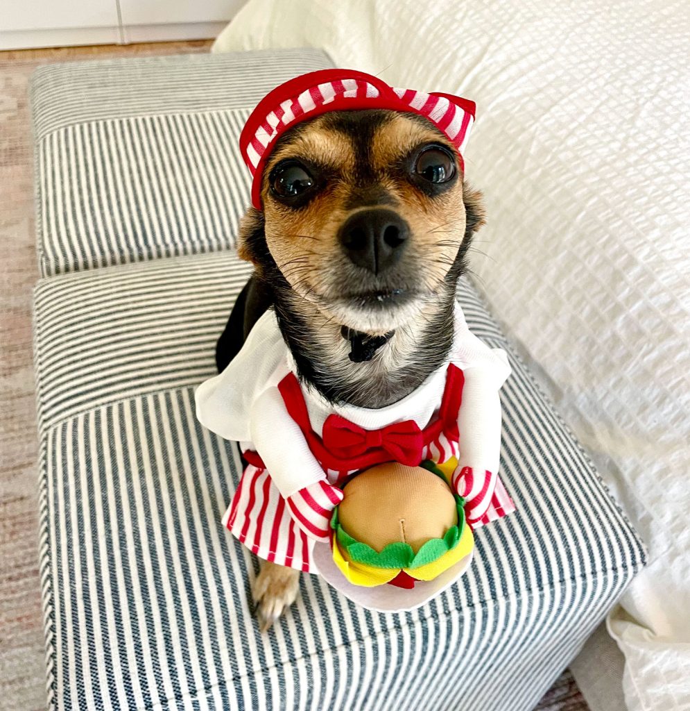 Penny Chihuahua Anjing Yorkie Berpakaian Sebagai Koki Hamburger Untuk Halloween