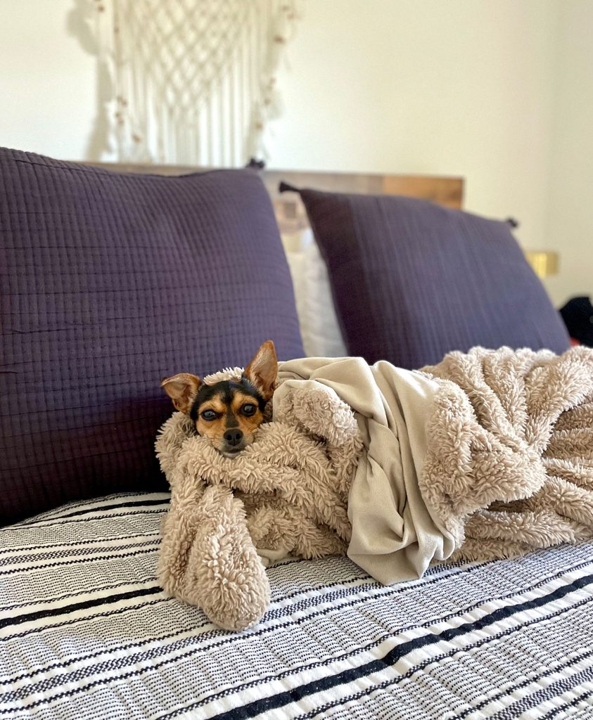 Anjing penny chihuahua dibungkus selimut di atas tempat tidur