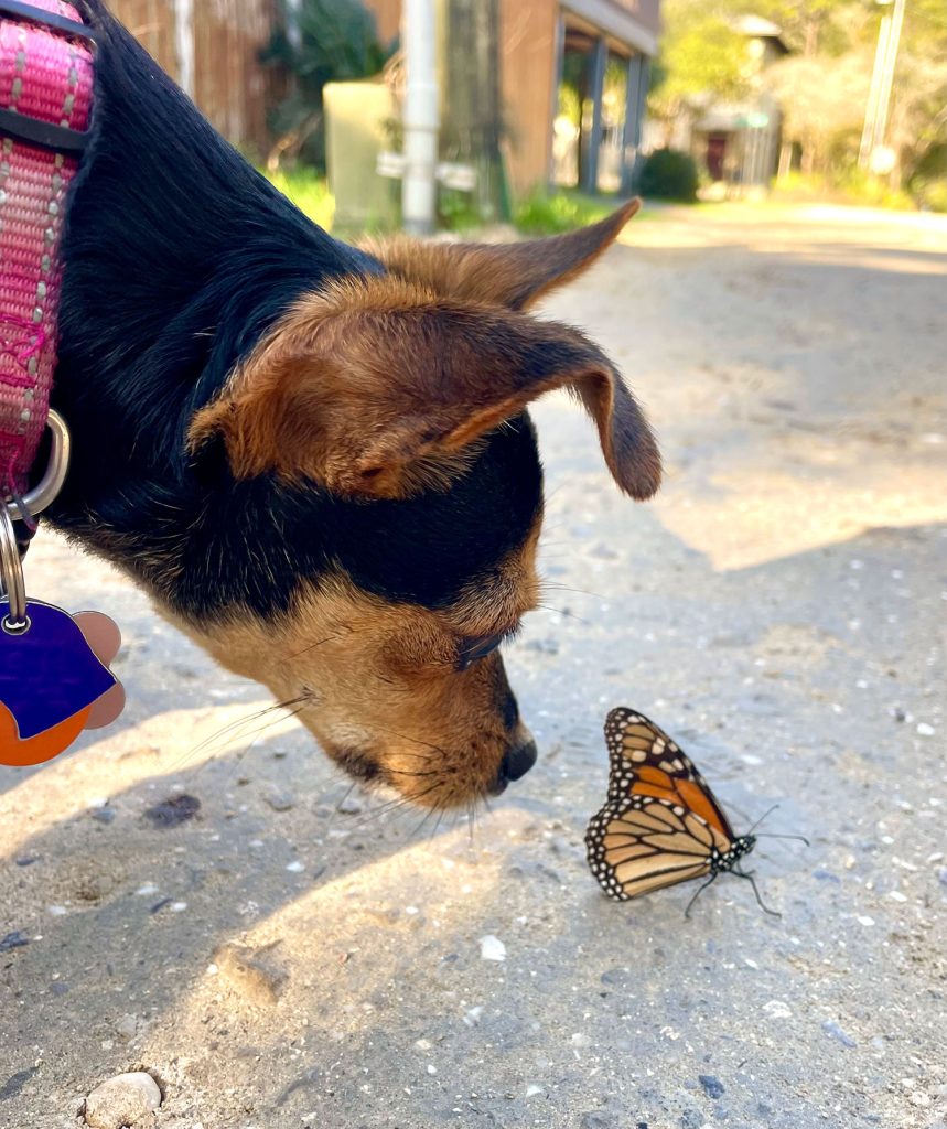 Anjing gadis kecil sen sniffing monarch kupu -kupu