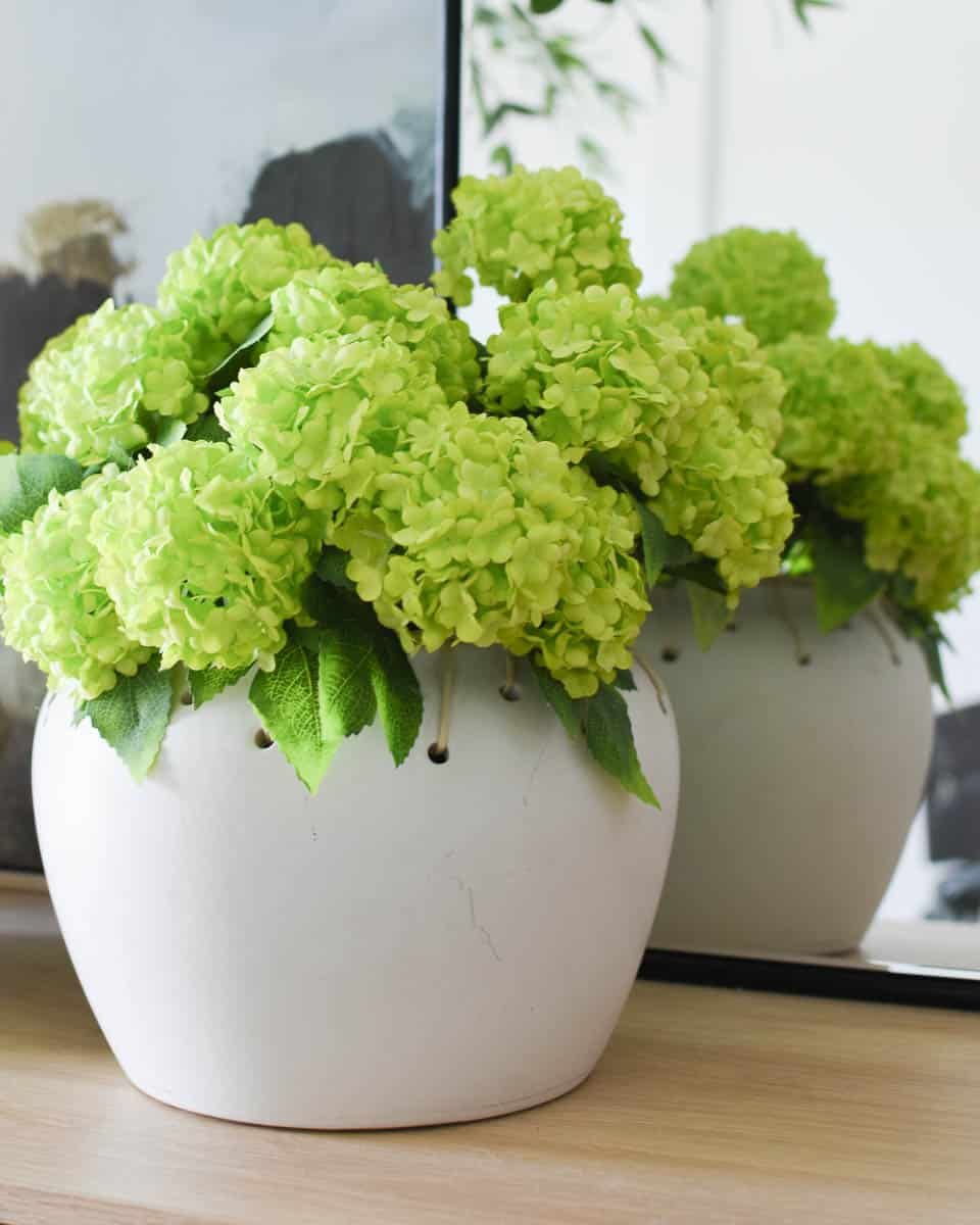 hydrangea palsu