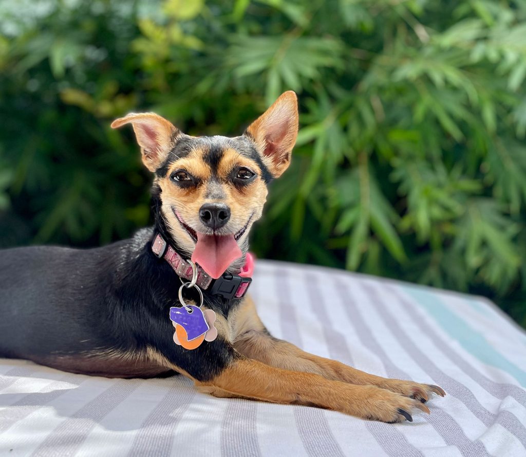 Penny Girl Dog Chihuahua duduk di handuk di luar