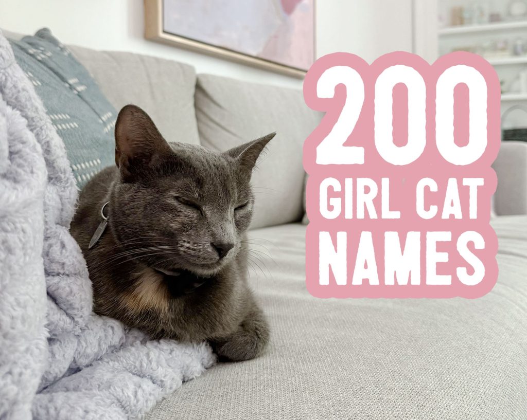 200 Girl Cat Name Ideas Judul Kartu dengan Loafing Cat